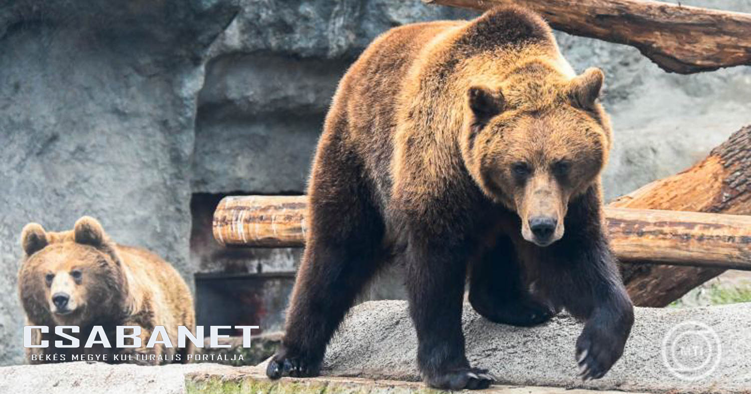 Előbújtak a medvék a Szegedi Vadasparkban