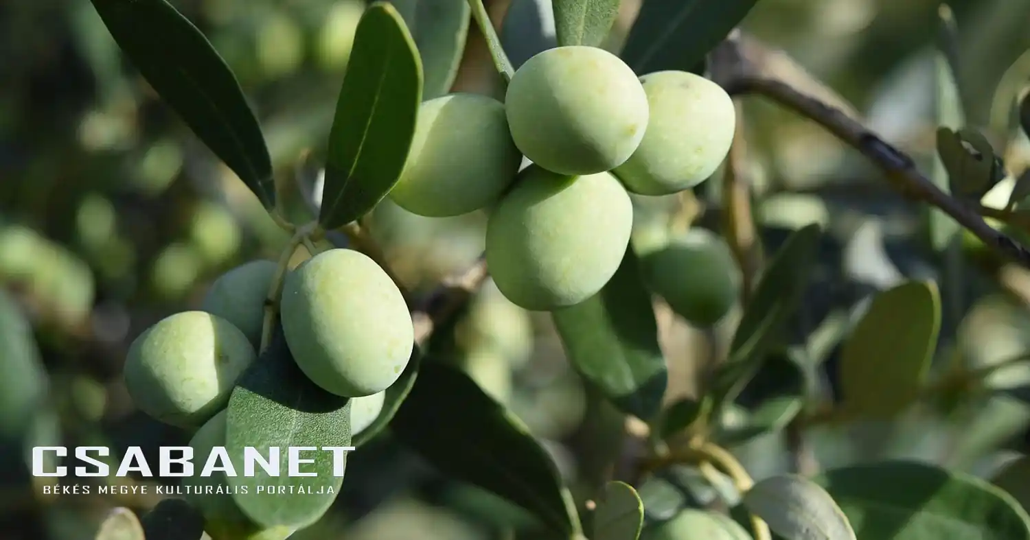 Átalakuló agrárvilág Magyarországon: új lehetőségek a klímaváltozás árnyékában