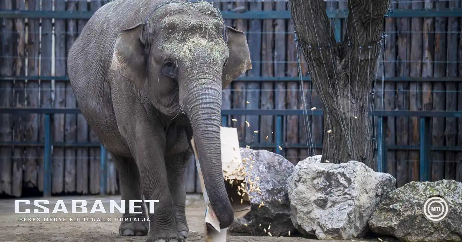 Farsangi programmal készül szombaton a Fővárosi Állat- és Növénykert