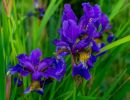 Closeup blue iris flowers - spring in Hungary