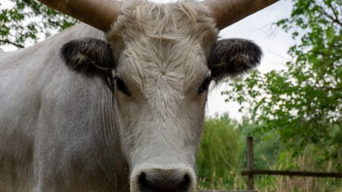 Hungarian Grey cattle head (Magyar szürke). Also known as Hunga