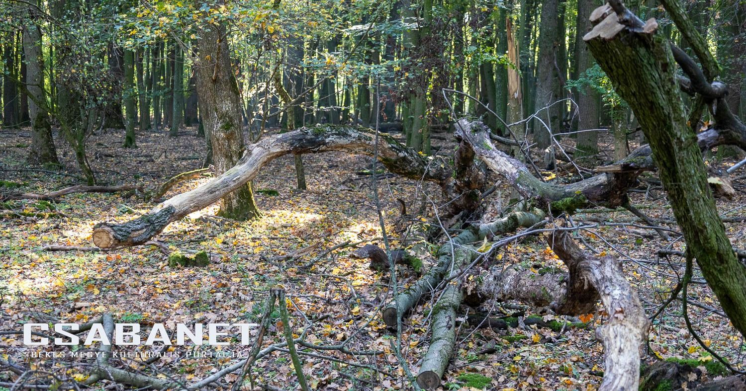 Fáspusztai csoportos kalandozás Boldog Gusztival, szándékos  Fáspusztai csoportos kalandozás Boldog Gusztival, szándékos
