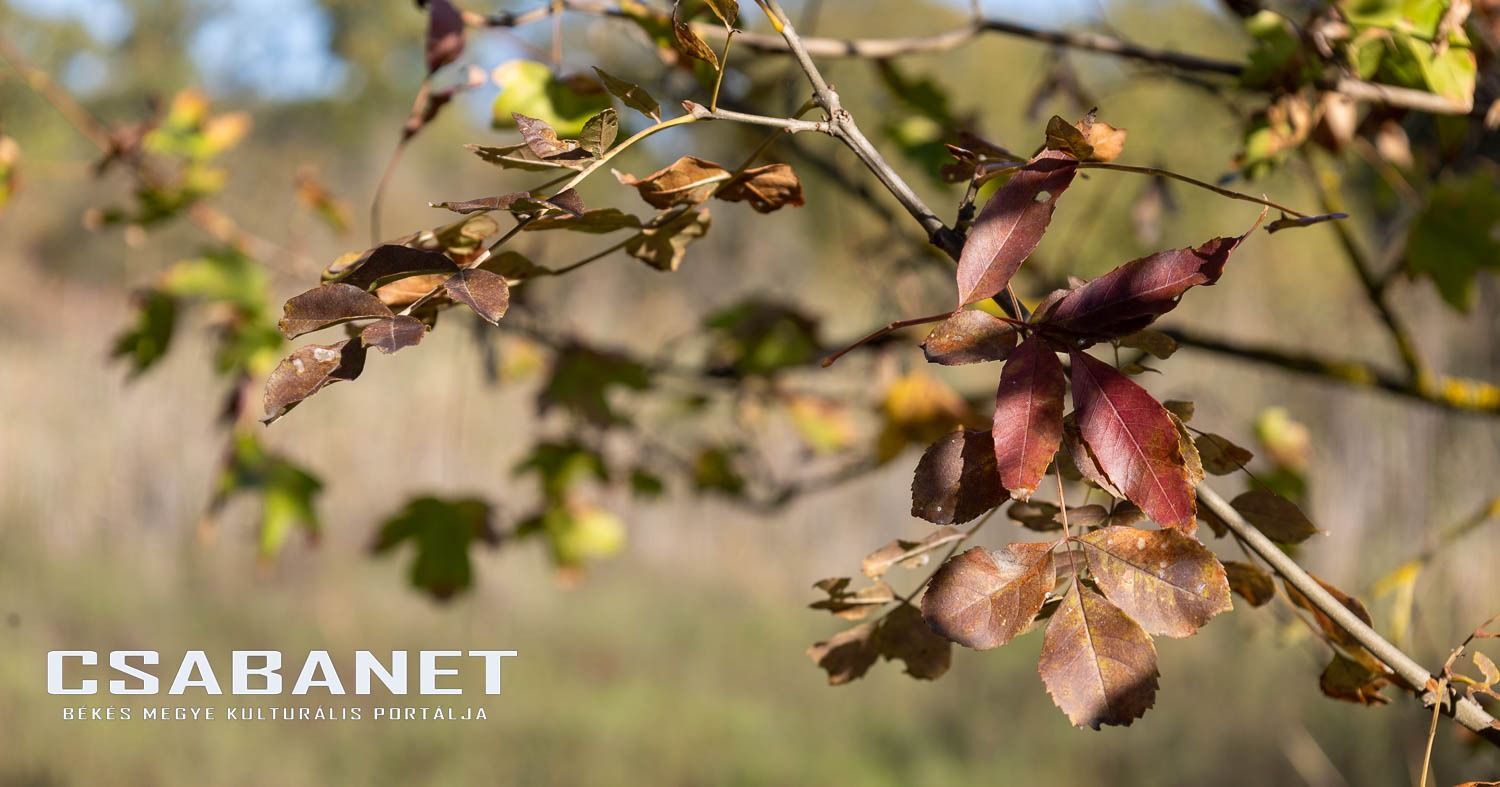 Fáspusztai csoportos kalandozás Boldog Gusztival, szándékos  Fáspusztai csoportos kalandozás Boldog Gusztival, szándékos