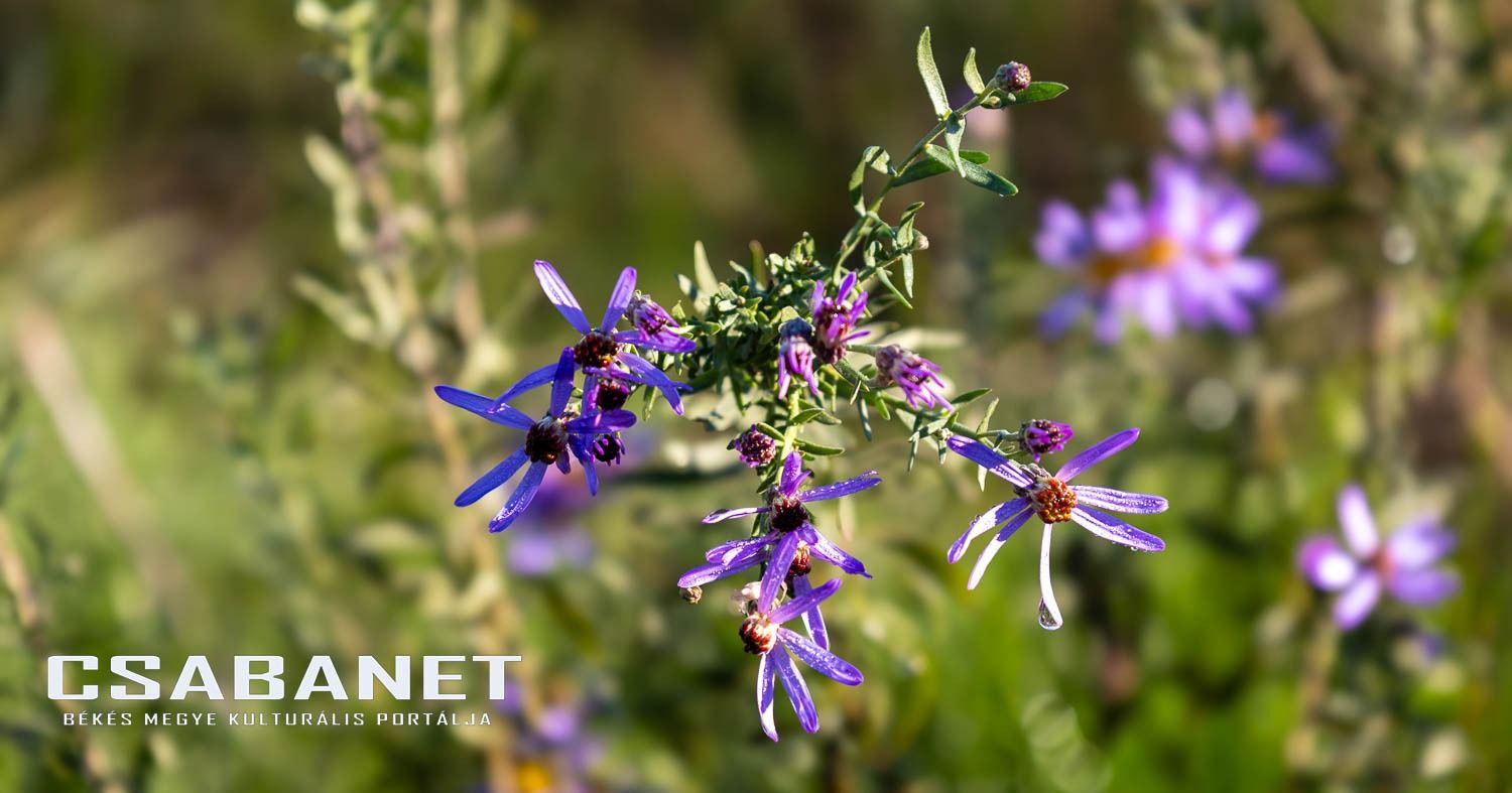 Fáspusztai csoportos kalandozás Boldog Gusztival, szándékos  Fáspusztai csoportos kalandozás Boldog Gusztival, szándékos