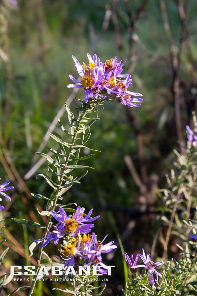 Fáspusztai csoportos kalandozás Boldog Gusztival, szándékos  Fáspusztai csoportos kalandozás Boldog Gusztival, szándékos