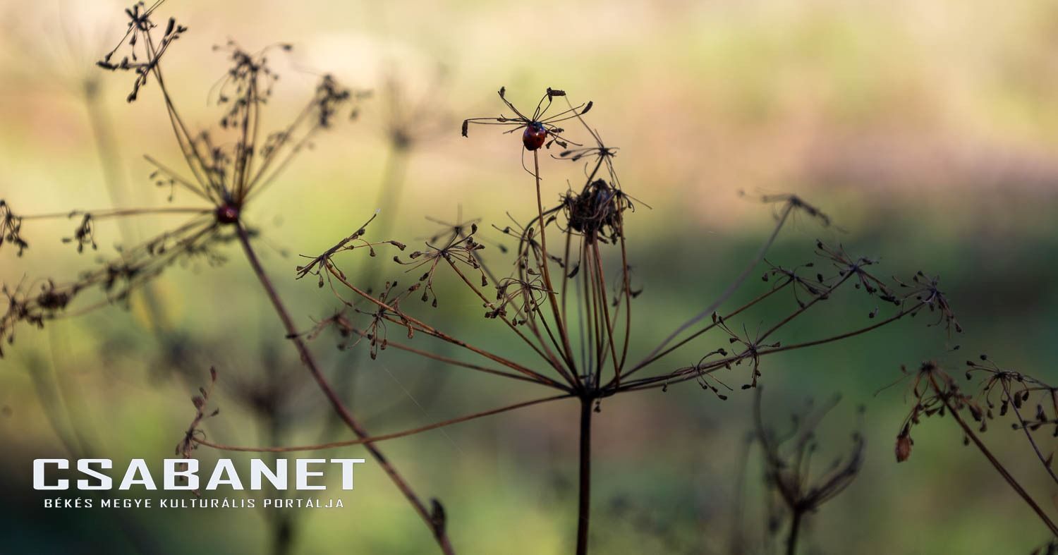 Fáspusztai csoportos kalandozás Boldog Gusztival, szándékos  Fáspusztai csoportos kalandozás Boldog Gusztival, szándékos