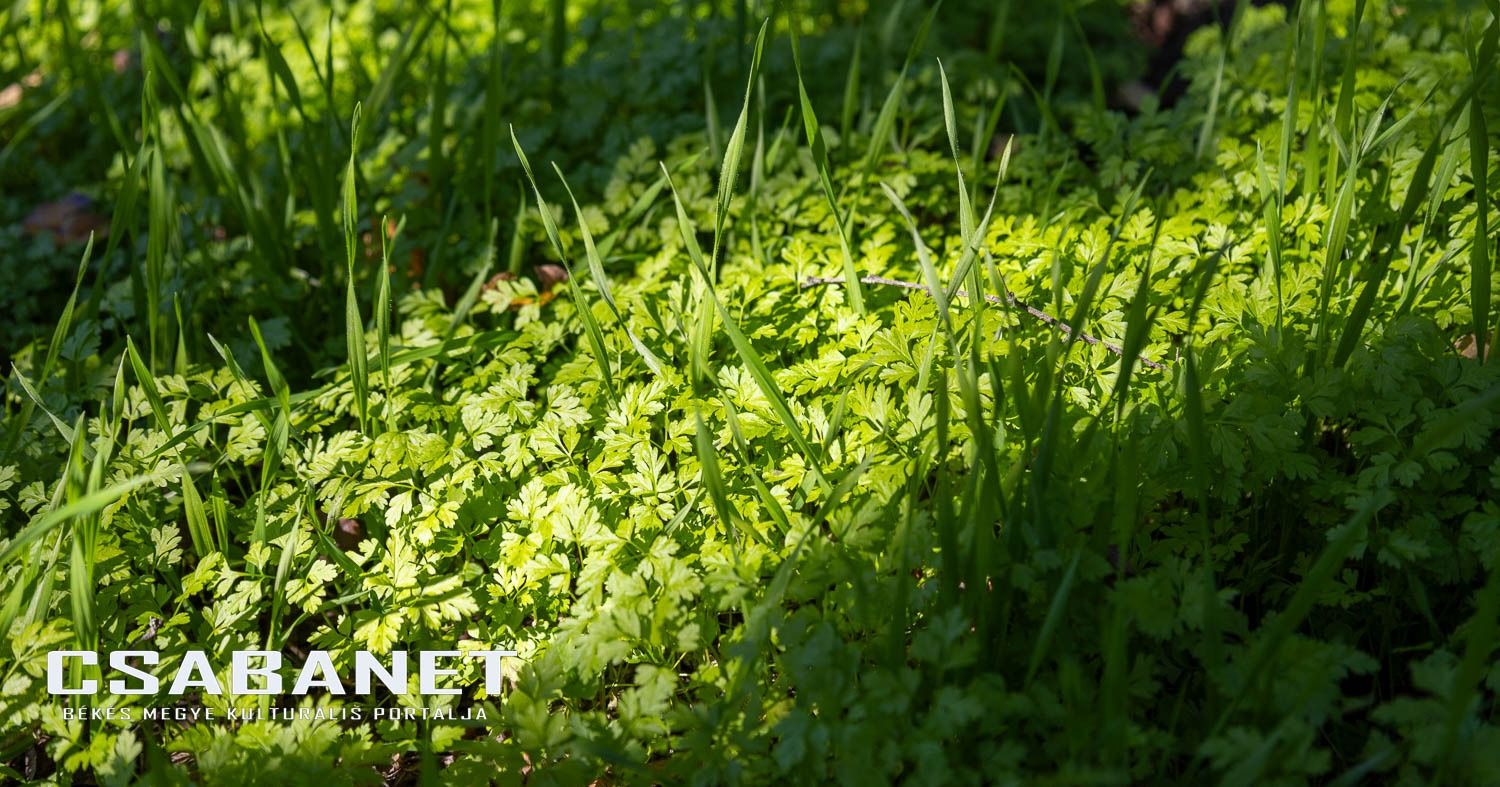 Fáspusztai csoportos kalandozás Boldog Gusztival, szándékos  Fáspusztai csoportos kalandozás Boldog Gusztival, szándékos