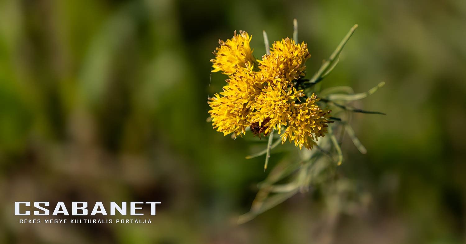 Fáspusztai csoportos kalandozás Boldog Gusztival, szándékos  Fáspusztai csoportos kalandozás Boldog Gusztival, szándékos