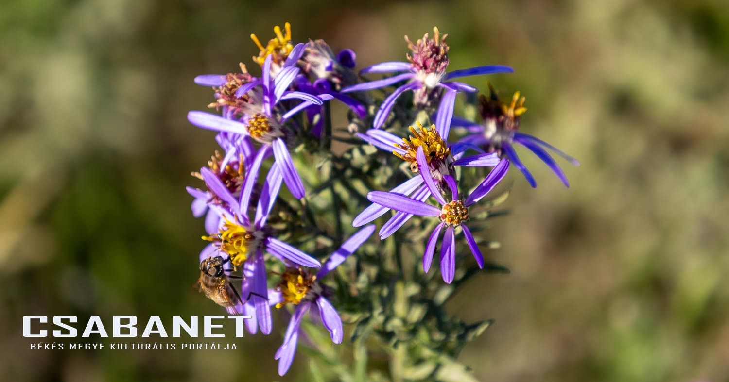 Fáspusztai csoportos kalandozás Boldog Gusztival, szándékos  Fáspusztai csoportos kalandozás Boldog Gusztival, szándékos