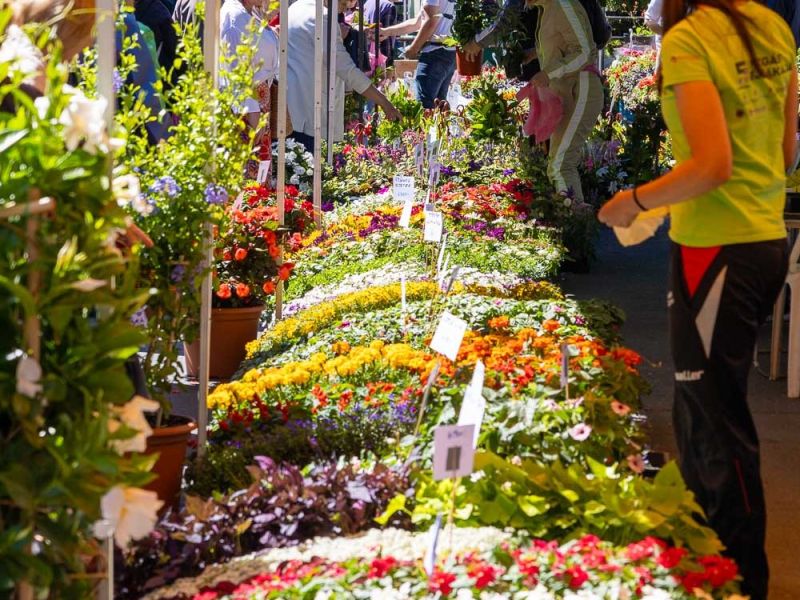 Gyulai Virágok Fesztiválja 2025 Gyulai Virágok Fesztiválja 2025