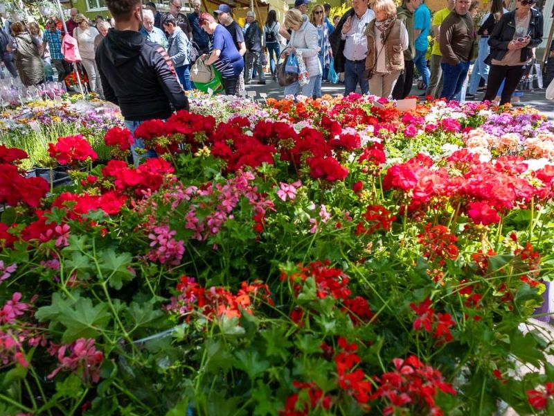 Gyulai Virágok Fesztiválja 2025 Gyulai Virágok Fesztiválja 2025
