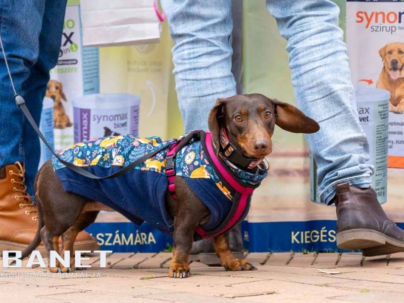 Tacskótalálkozó Gyulán - 2025 Tacskótalálkozó Gyulán - 2025