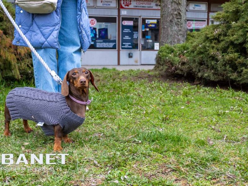 Tacskótalálkozó Gyulán - 2025 Tacskótalálkozó Gyulán - 2025