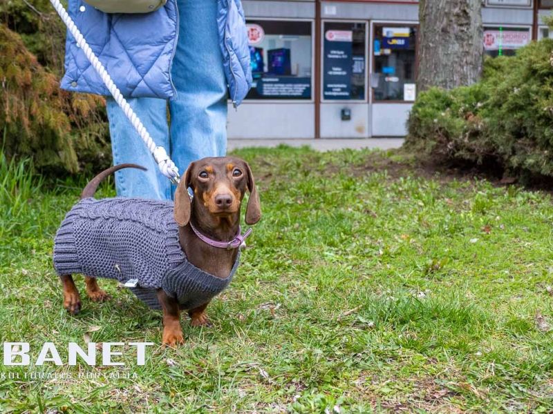 Tacskótalálkozó Gyulán - 2025 Tacskótalálkozó Gyulán - 2025