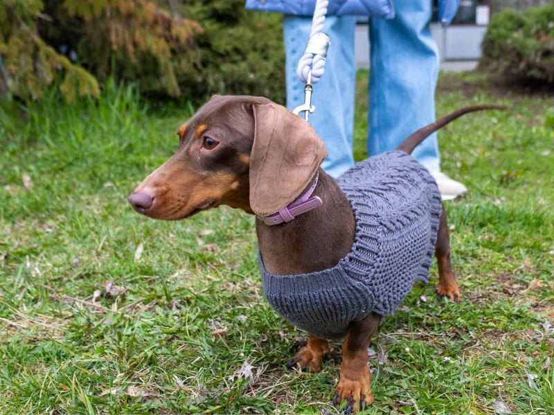 Tacskótalálkozó Gyulán - 2025 Tacskótalálkozó Gyulán - 2025