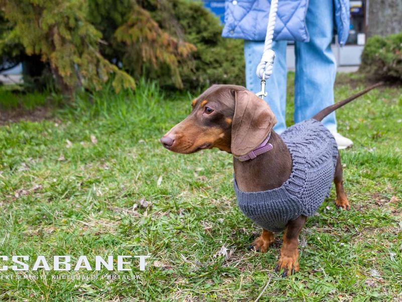 Tacskótalálkozó Gyulán - 2025 Tacskótalálkozó Gyulán - 2025