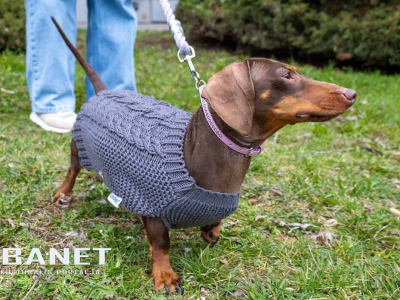 Tacskótalálkozó Gyulán - 2025 Tacskótalálkozó Gyulán - 2025