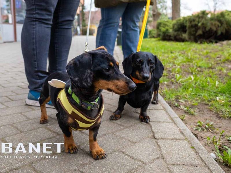 Tacskótalálkozó Gyulán - 2025 Tacskótalálkozó Gyulán - 2025