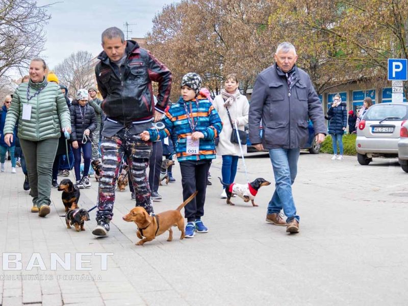 Tacskótalálkozó Gyulán - 2025 Tacskótalálkozó Gyulán - 2025