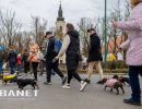 Tacskótalálkozó Gyulán - 2025