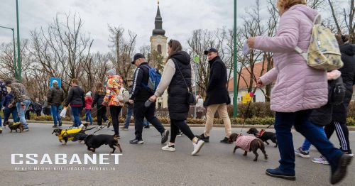 Tacskótalálkozó Gyulán - 2025 Tacskótalálkozó Gyulán - 2025
