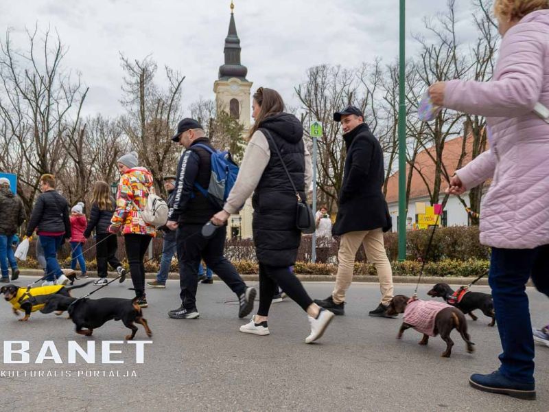 Tacskótalálkozó Gyulán - 2025 Tacskótalálkozó Gyulán - 2025