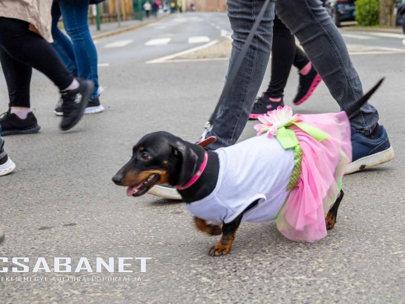 Tacskótalálkozó Gyulán - 2025 Tacskótalálkozó Gyulán - 2025