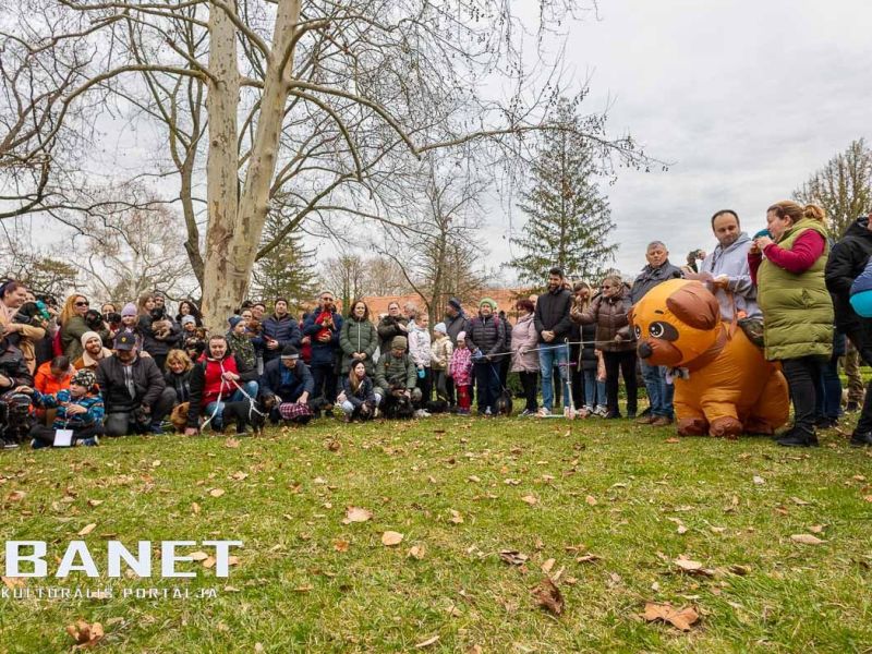 Tacskótalálkozó Gyulán - 2025 Tacskótalálkozó Gyulán - 2025