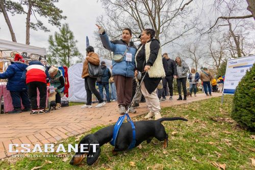 Tacskótalálkozó Gyulán - 2025 Tacskótalálkozó Gyulán - 2025