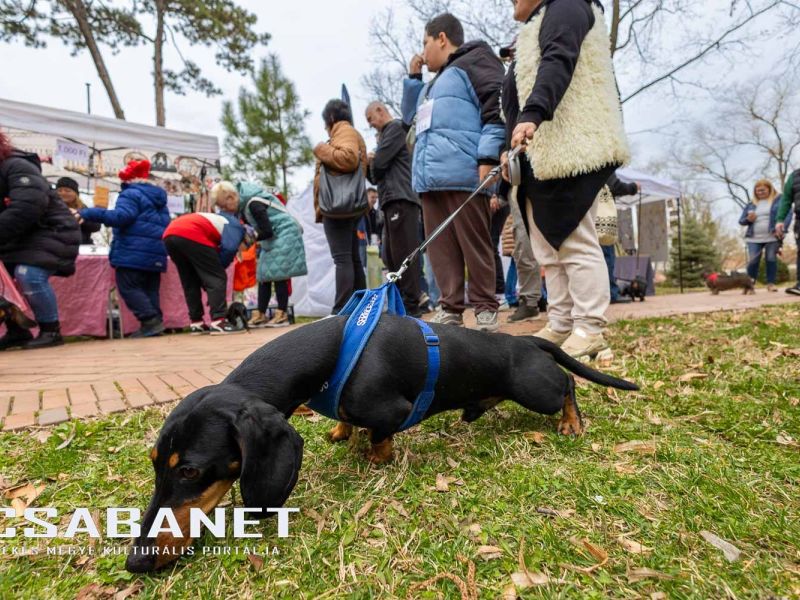 Tacskótalálkozó Gyulán - 2025 Tacskótalálkozó Gyulán - 2025