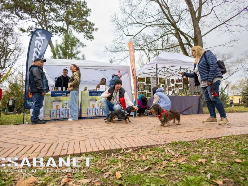 Tacskótalálkozó Gyulán - 2025 Tacskótalálkozó Gyulán - 2025