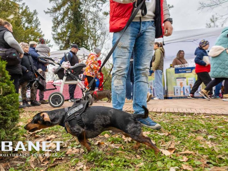 Tacskótalálkozó Gyulán - 2025 Tacskótalálkozó Gyulán - 2025