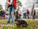 Tacskótalálkozó Gyulán - 2025
