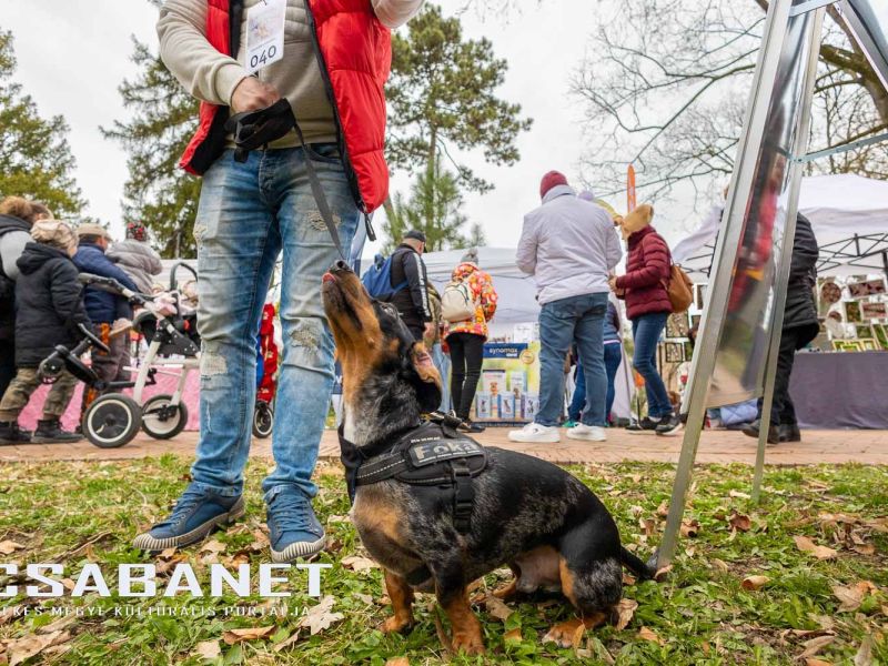 Tacskótalálkozó Gyulán - 2025 Tacskótalálkozó Gyulán - 2025