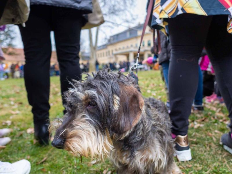 Tacskótalálkozó Gyulán - 2025 Tacskótalálkozó Gyulán - 2025