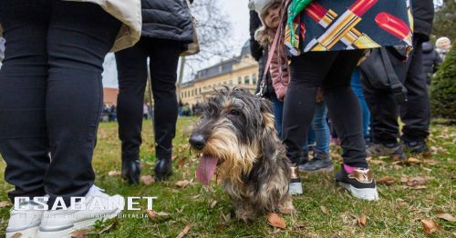 Tacskótalálkozó Gyulán - 2025 Tacskótalálkozó Gyulán - 2025