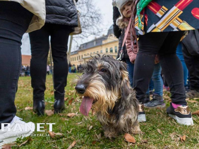 Tacskótalálkozó Gyulán - 2025 Tacskótalálkozó Gyulán - 2025