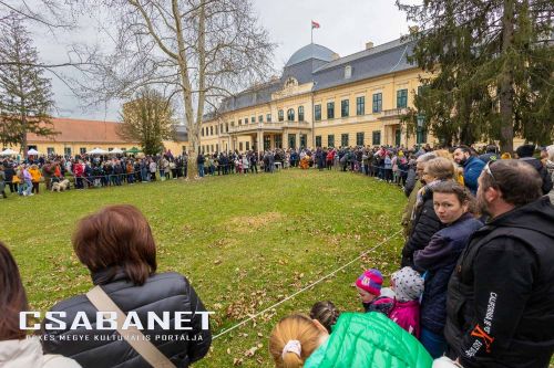 Tacskótalálkozó Gyulán - 2025 Tacskótalálkozó Gyulán - 2025
