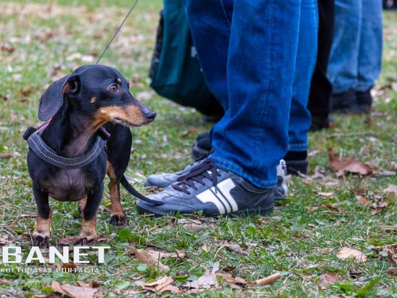 Tacskótalálkozó Gyulán - 2025 Tacskótalálkozó Gyulán - 2025