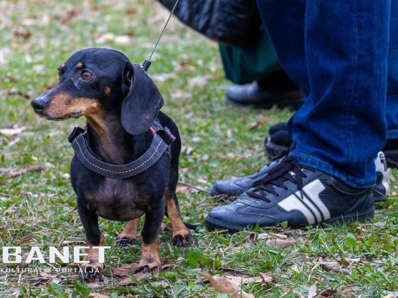 Tacskótalálkozó Gyulán - 2025 Tacskótalálkozó Gyulán - 2025