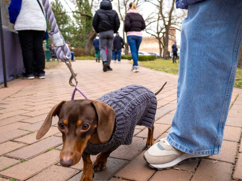 Tacskótalálkozó Gyulán - 2025 Tacskótalálkozó Gyulán - 2025