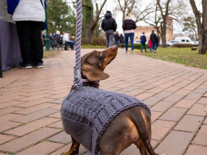 Tacskótalálkozó Gyulán - 2025 Tacskótalálkozó Gyulán - 2025