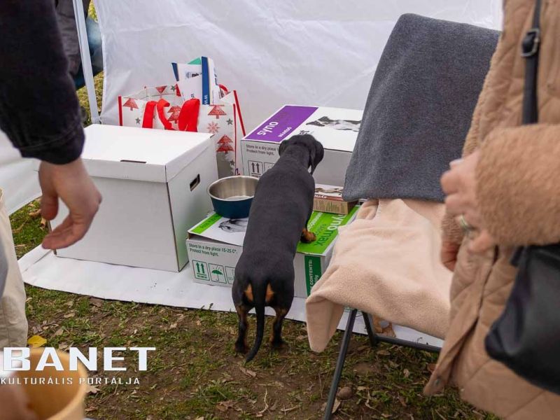 Tacskótalálkozó Gyulán - 2025 Tacskótalálkozó Gyulán - 2025