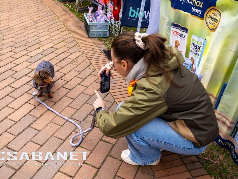 Tacskótalálkozó Gyulán - 2025 Tacskótalálkozó Gyulán - 2025