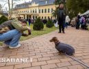 Tacskótalálkozó Gyulán - 2025