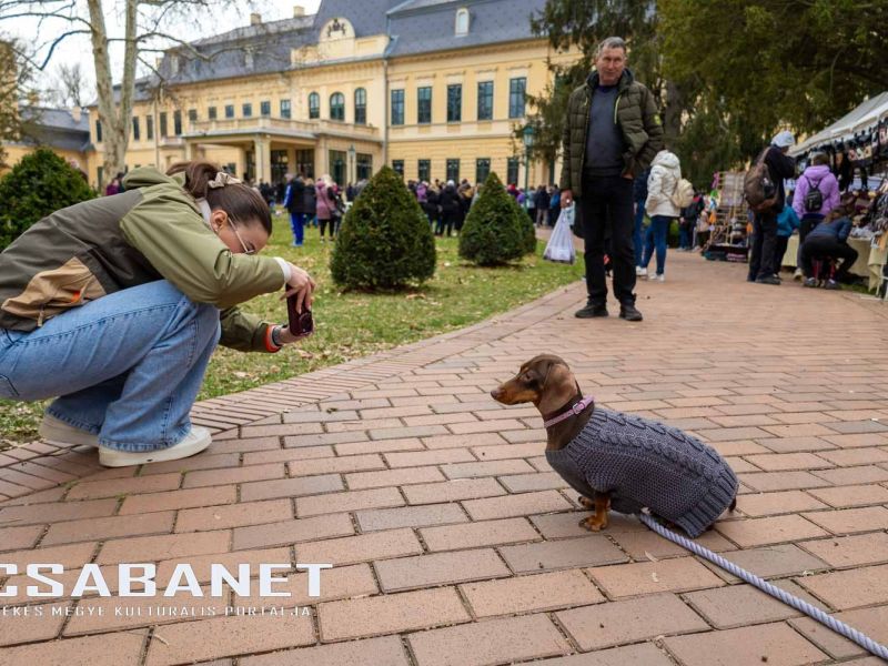 Tacskótalálkozó Gyulán - 2025 Tacskótalálkozó Gyulán - 2025