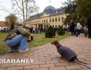 Tacskótalálkozó Gyulán - 2025