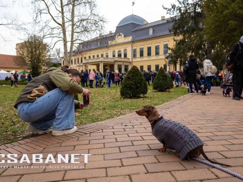 Tacskótalálkozó Gyulán - 2025 Tacskótalálkozó Gyulán - 2025