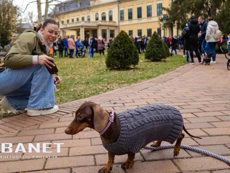 Tacskótalálkozó Gyulán - 2025 Tacskótalálkozó Gyulán - 2025