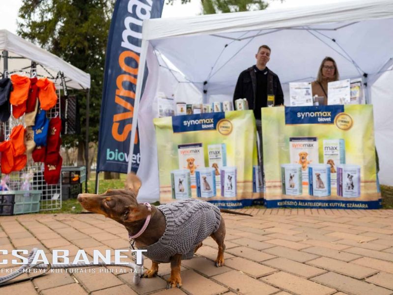 Tacskótalálkozó Gyulán - 2025 Tacskótalálkozó Gyulán - 2025